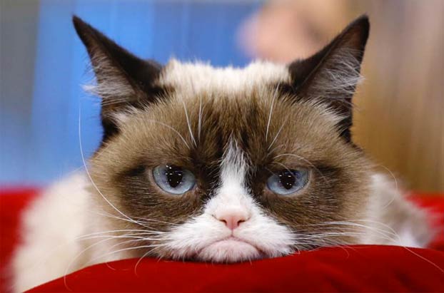 Muere a los 7 años Grumpy Cat, la gata más famosa de Internet