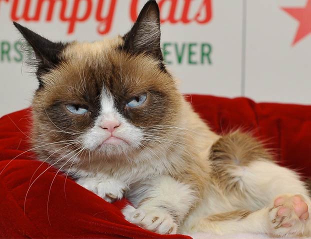 Muere a los 7 años Grumpy Cat, la gata más famosa de Internet