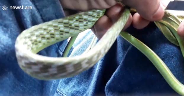 Un excursionista utiliza un cutter para quitar un parásito del estómago de una serpiente