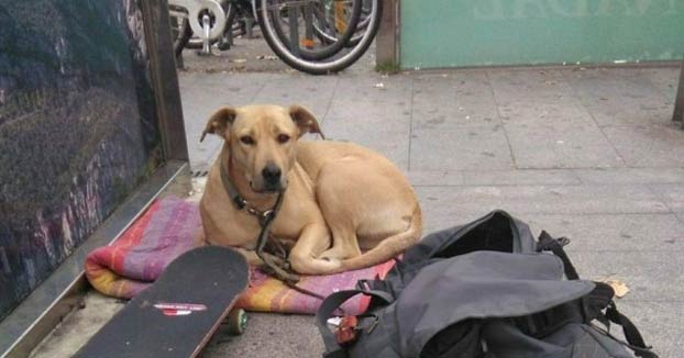 El juez imputa al guardia urbano que mató a la perra Sota de un disparo en Barcelona