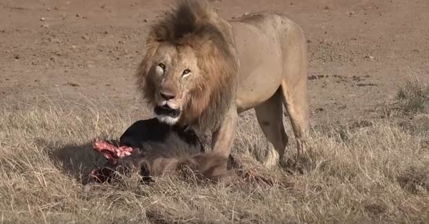 Un león alfa ataca a otro más joven al acercarse cuando estaba comiendo y lo deja con la columna vertebral rota