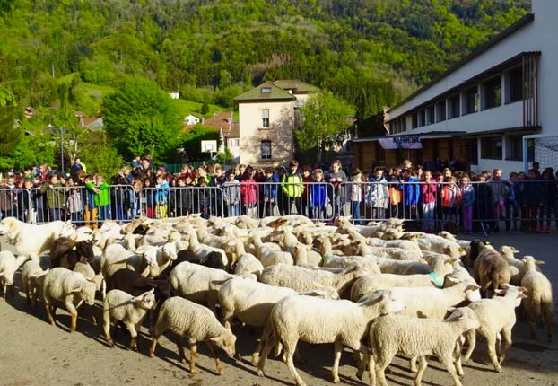 Un pastor matricula a 15 ovejas en un colegio para evitar el cierre de una clase