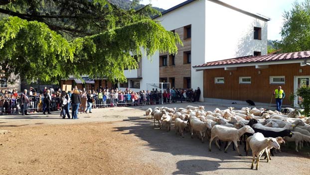 Un pastor matricula a 15 ovejas en un colegio para evitar el cierre de una clase