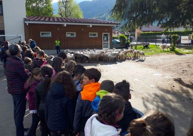 Un pastor matricula a 15 ovejas en un colegio para evitar el cierre de una clase