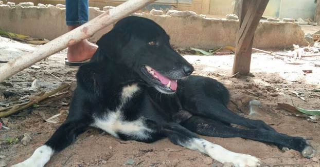 Una joven de 15 años entierra vivo a su bebé y es rescatado por el perro de un pastor