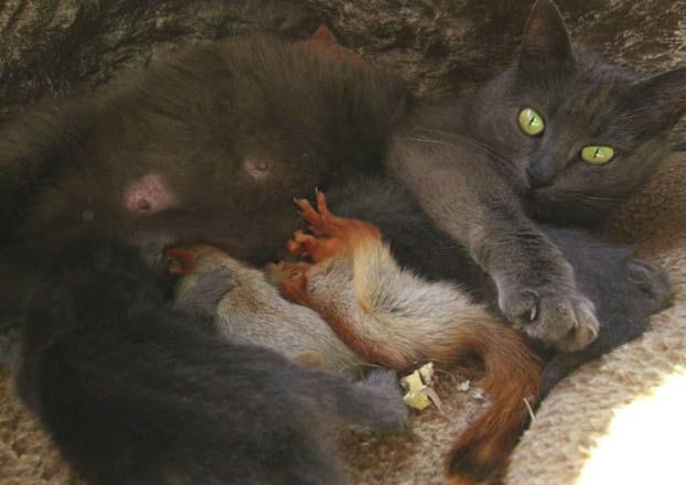 Pusha, la gata que adoptó a cuatro ardillas huérfanas