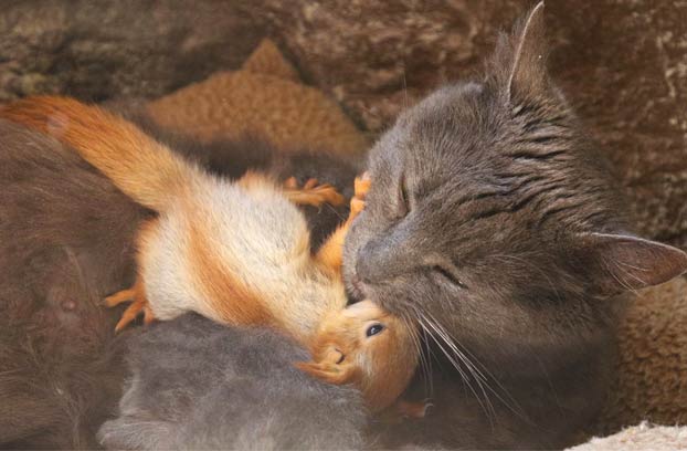 Pusha, la gata que adoptó a cuatro ardillas huérfanas