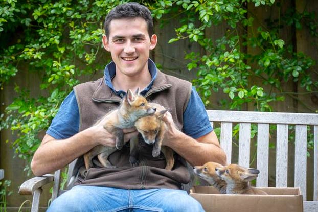 Un joven salva a cuatro cachorros de zorro haciendo una cesárea a su madre fallecida