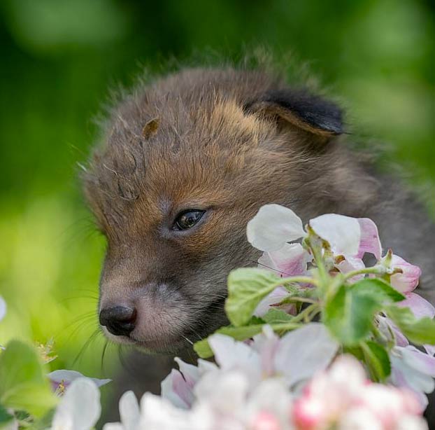 Un hombre salva a cuatro cachorros de zorro haciendo una cesárea a su madre fallecida