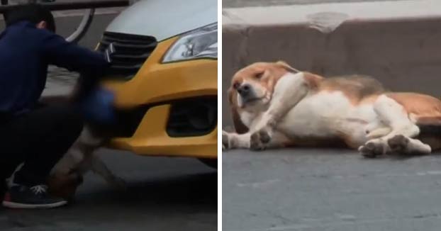 Un taxista saca a un beagle del parachoques del coche y lo abandona