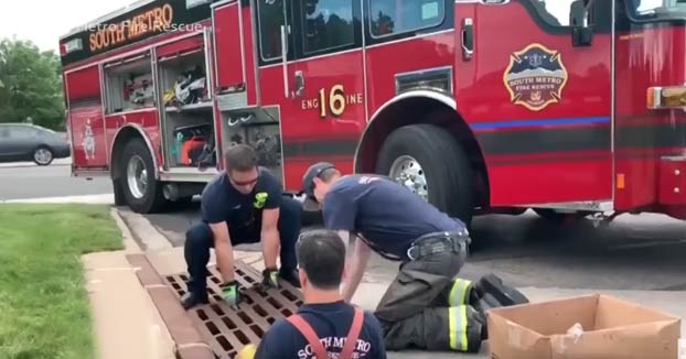 Unos bomberos rescatan a ocho patitos de una tubería gracias a un vídeo de YouTube