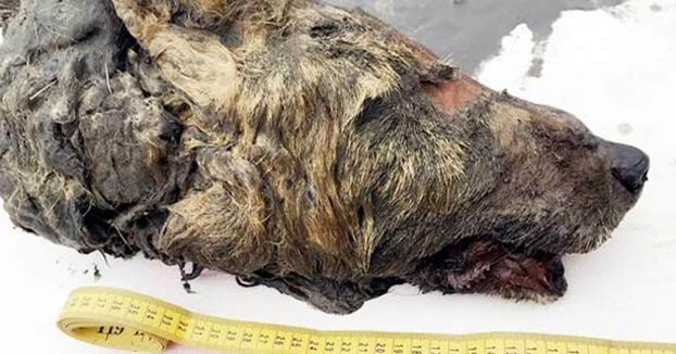 Encuentran la cabeza de un lobo gigante que vivió hace 40.000 años en Yakutia