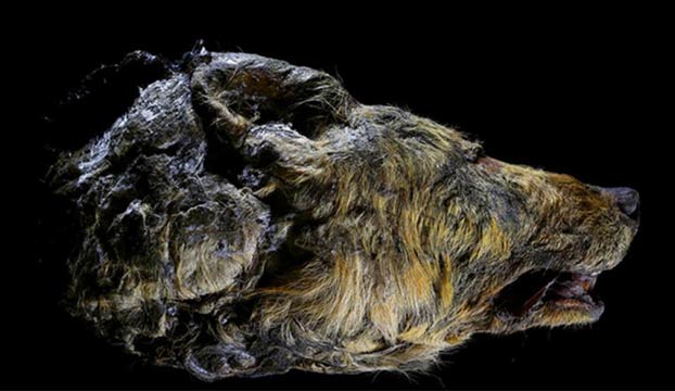 Encuentran la cabeza de un lobo gigante que vivió hace 40.000 años en Yakutia