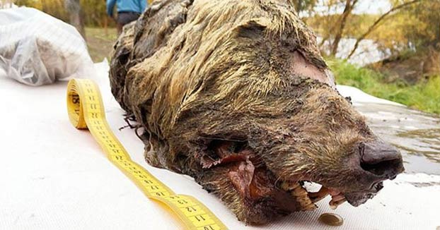 Encuentran la cabeza de un lobo gigante que vivió hace 40.000 años en Yakutia
