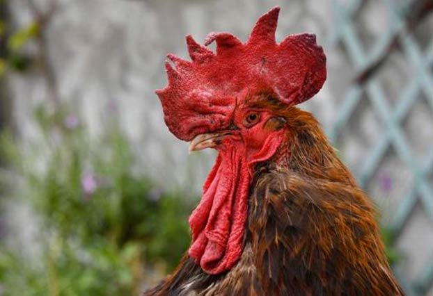 A juicio un gallo en Francia por cantar demasiado temprano