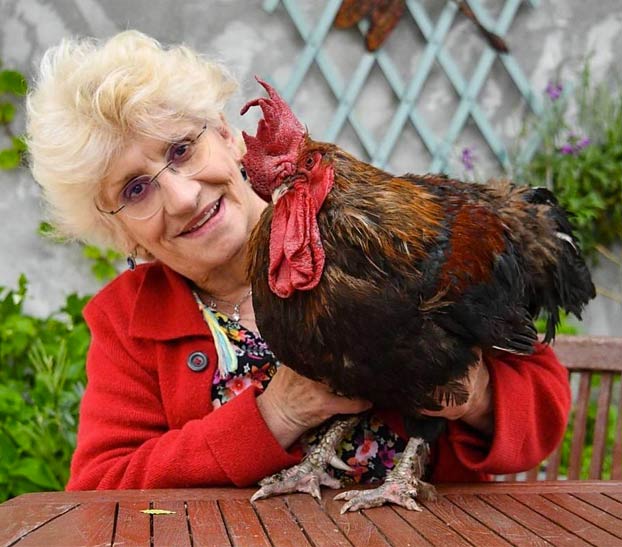 A juicio un gallo en Francia por cantar demasiado temprano