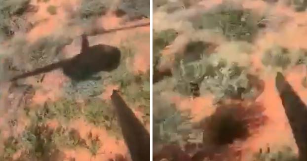 Un hombre se cae desde un helicóptero mientras disparaba dardos tranquilizantes a los animales