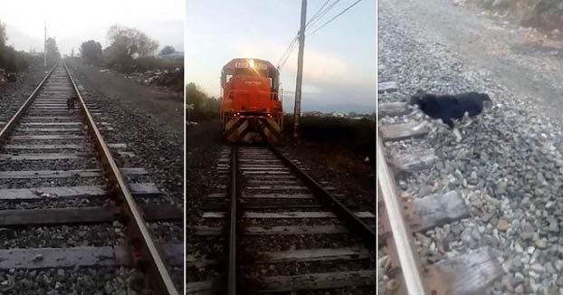 Un maquinista detiene el tren para salvar a un perro encadenado a la vía