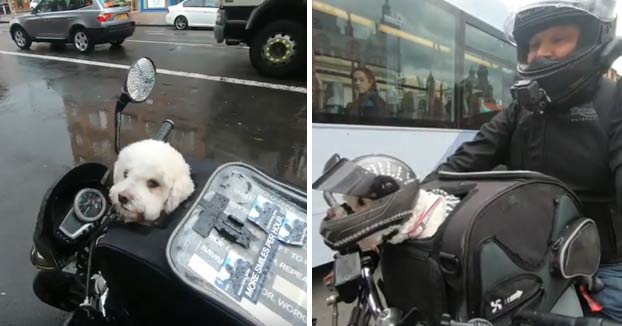 Milly, una perrita rescatada que va en moto a todas partes con su dueño