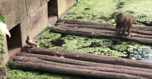 Un mono devora a unos patos en un zoo de Holanda ante la consternación de los visitantes