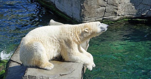 Momento en el que un oso polar se come a un pato en el zoo de San Diego ante la mirada de los visitantes