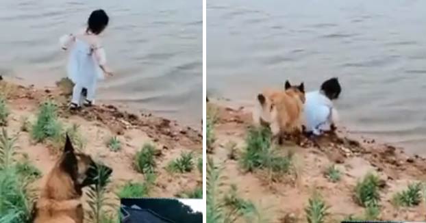 El perro presiente que la niña puede caer al río al intentar recuperar la pelota y decide actuar