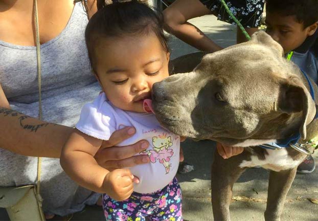 Una pitbull agarra y arrastra a una bebé del pañal para ponerla a salvo del incendio en la casa