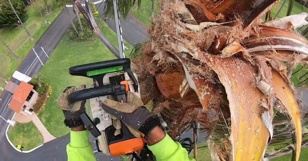 Poda una palmera y luego pasa a la siguiente saltando de una a otra desde lo alto