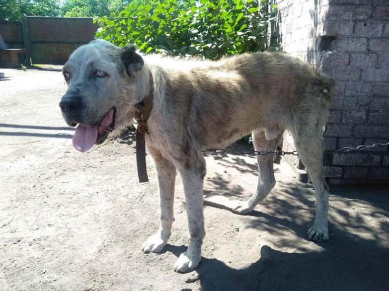 Momento en el que un perro robado hace años del patio de una casa se reencuentra con su dueña