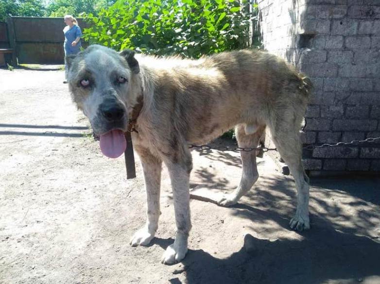 Momento en el que un perro robado hace años del patio de una casa se reencuentra con su dueña