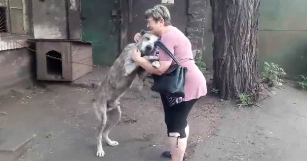 Momento en el que un perro robado hace años del patio de una casa se reencuentra con su dueña