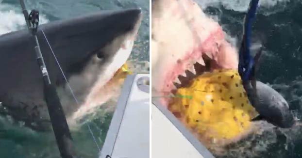 Un gran tiburón blanco sorprende a unos pescadores a 48 kilómetros de la costa de Nueva Jersey