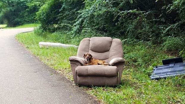 Abandonan a un perro en un sillón y no se mueve durante días esperando a sus dueños