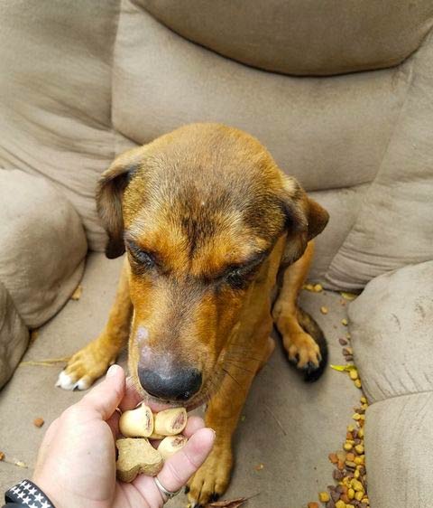 Abandonan a un perro en un sillón y no se mueve durante días esperando a sus dueños