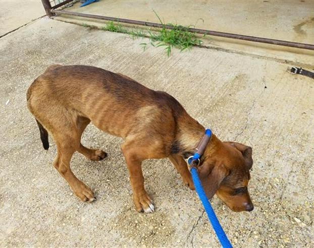 Abandonan a un perro en un sillón y no se mueve durante días esperando a sus dueños