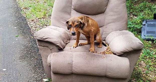 Abandonan a un perro en un sillón y no se mueve durante días esperando a sus dueños