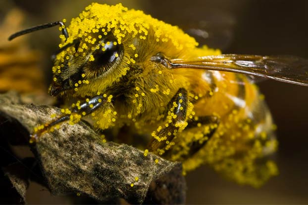 La abeja es declarada el ser vivo más importante del planeta