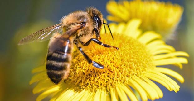La abeja es declarada el ser vivo más importante del planeta