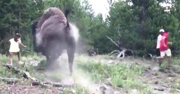 Un bisonte embiste a una niña y la lanza por los aires en el parque Yellowstone