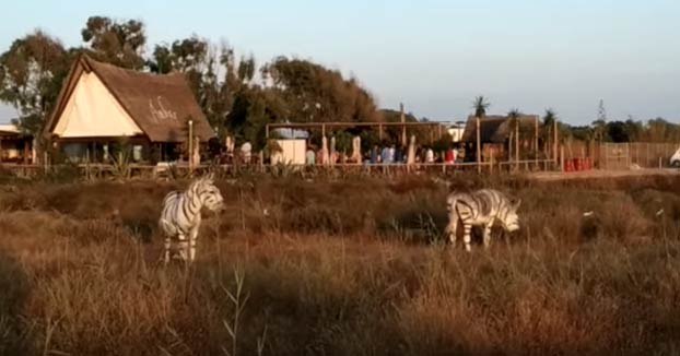 Pintan dos burros como cebras para una boda en un chiringuito de El Palmar