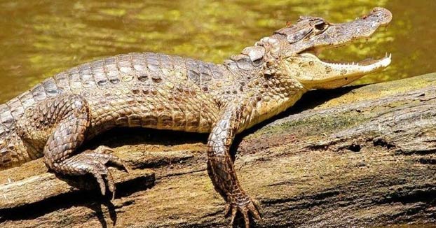 EEUU advierte que tirar drogas por el retrete está creando patos y gansos adictos y podría afectar también a los caimanes