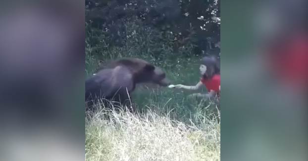 Unos jóvenes dan de comer a un oso salvaje de sus propias manos