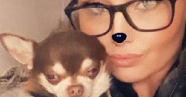 Una mujer busca desesperadamente a su chihuahua que fue capturado por una gaviota