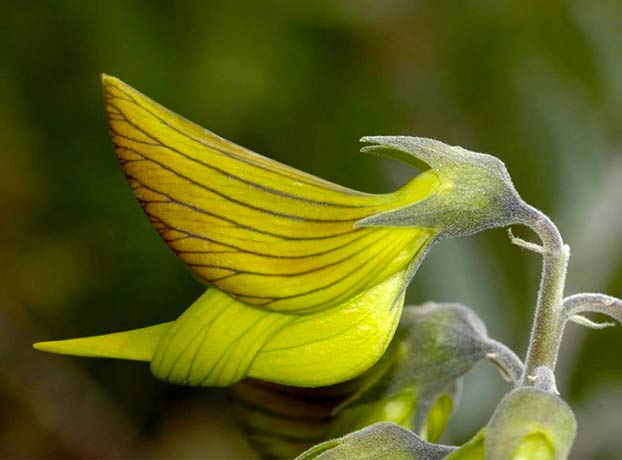 Crotalaria cunninghamii, la planta con flores que parecen colibríes verdes