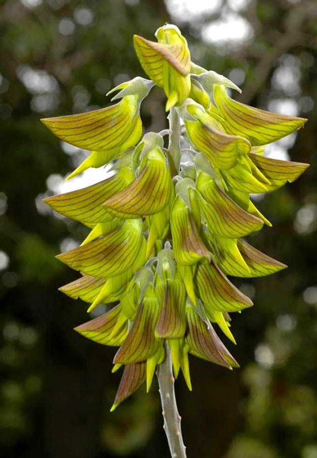 Crotalaria cunninghamii, la planta con flores que parecen colibríes verdes