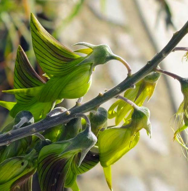 Crotalaria cunninghamii, la planta con flores que parecen colibríes verdes