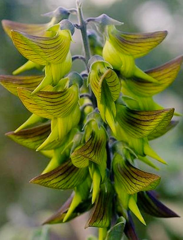 Crotalaria cunninghamii, la planta con flores que parecen colibríes verdes