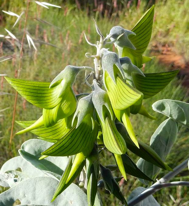 Crotalaria cunninghamii, la planta con flores que parecen colibríes verdes