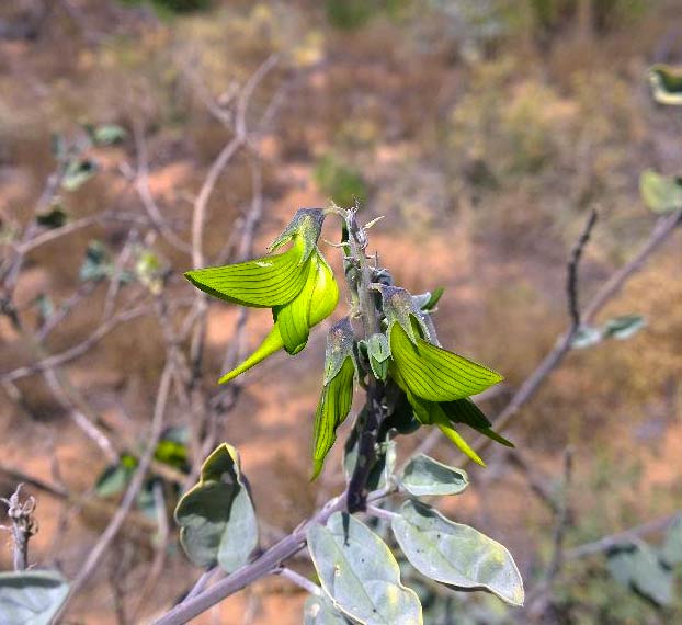 Crotalaria cunninghamii, la planta con flores que parecen colibríes verdes