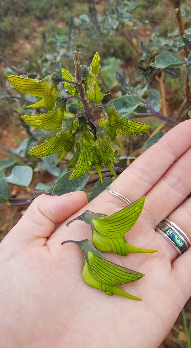 Crotalaria cunninghamii, la planta con flores que parecen colibríes verdes